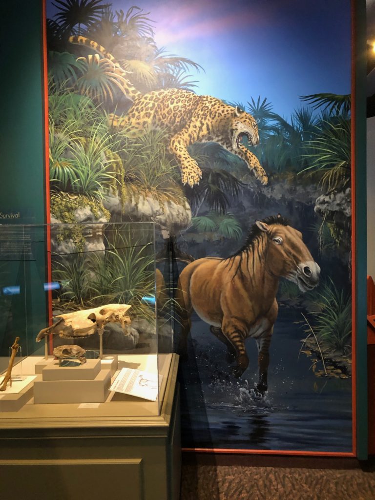 Painting depicting the Equus skeletal display. 