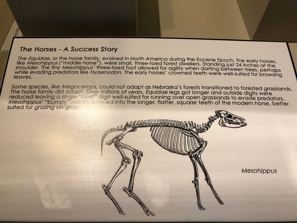 Mesohippus, "middle horse", display