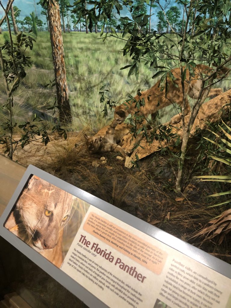 Florida Panther