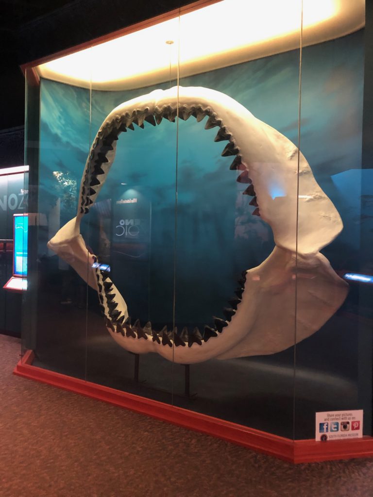 Megalodon Jaw - Open Wide!