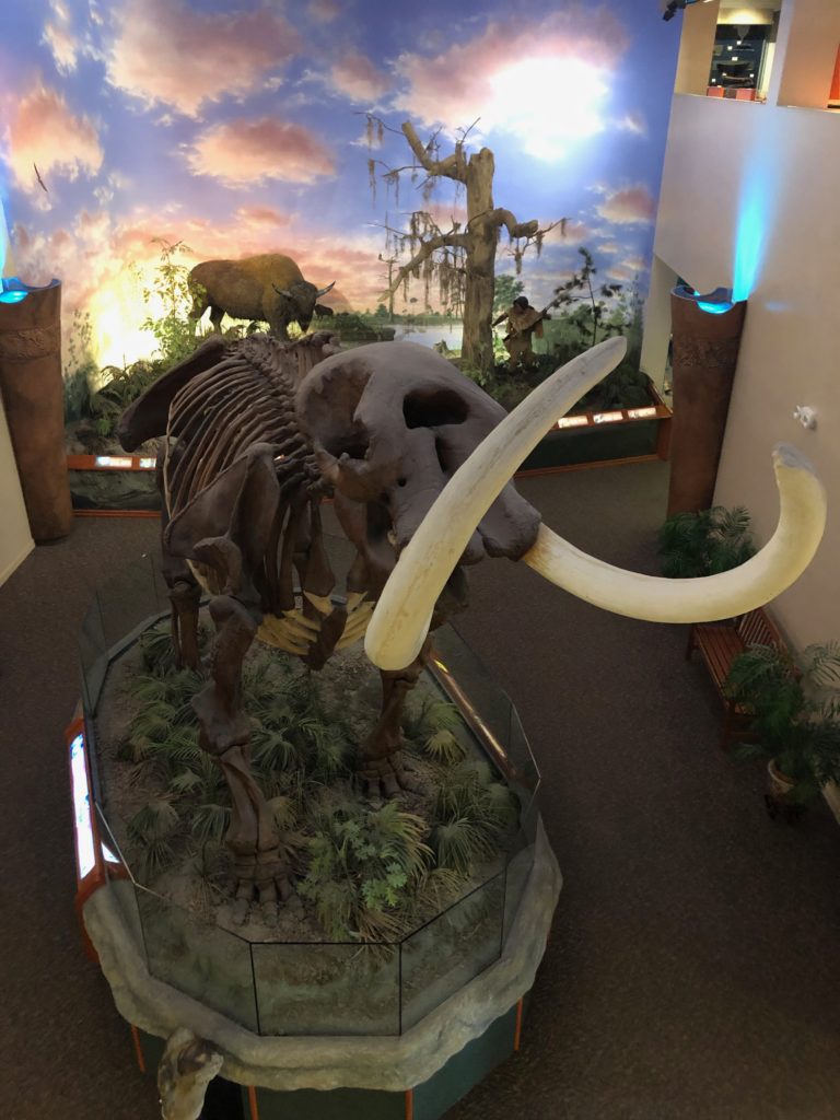 Second floor view of the woolly mammoth skeleton 