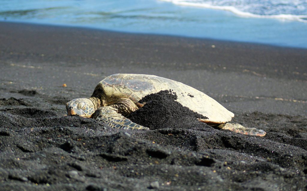 Hawaiian Green Sea turtle basking on a black sand beach on the Big Island.