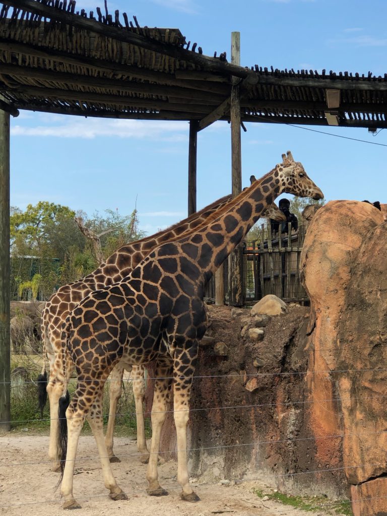 Giraffes at ZooTampa at Lowry Park