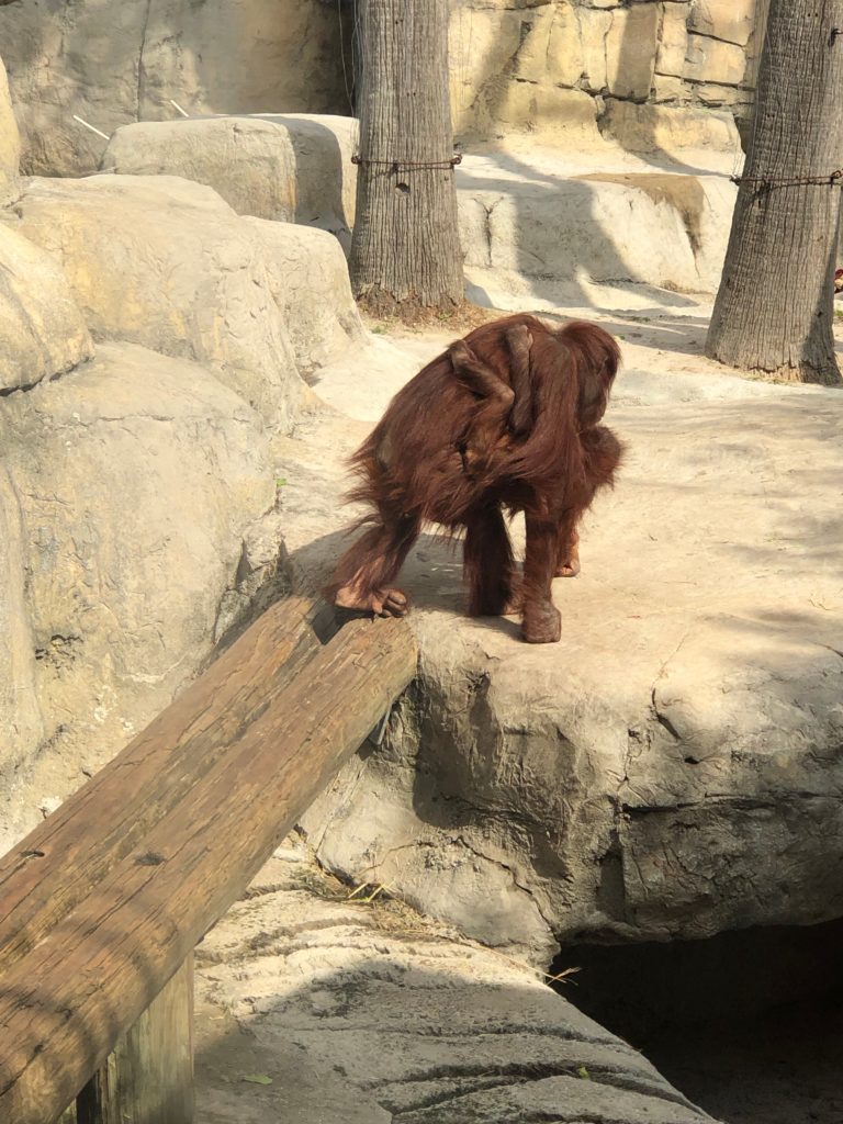 Orangutan Mom and Baby