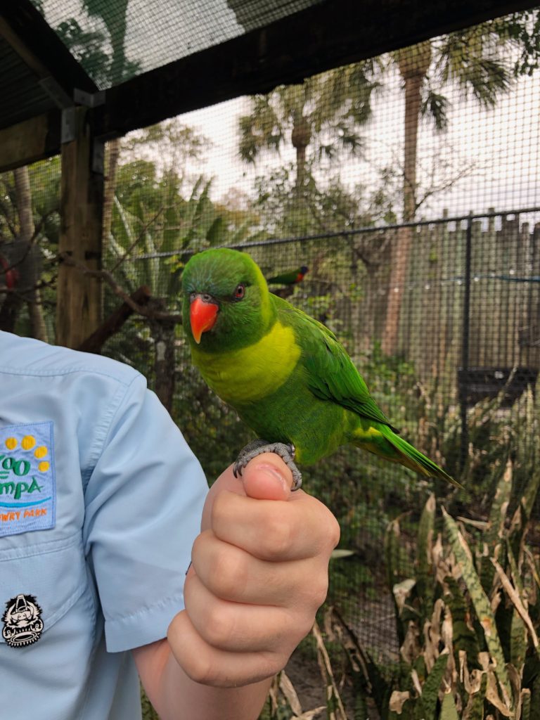 ZooTampa Asia Lorikeet Aviary