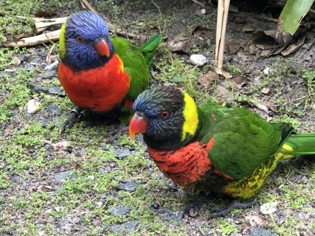 Asia Lorikeets