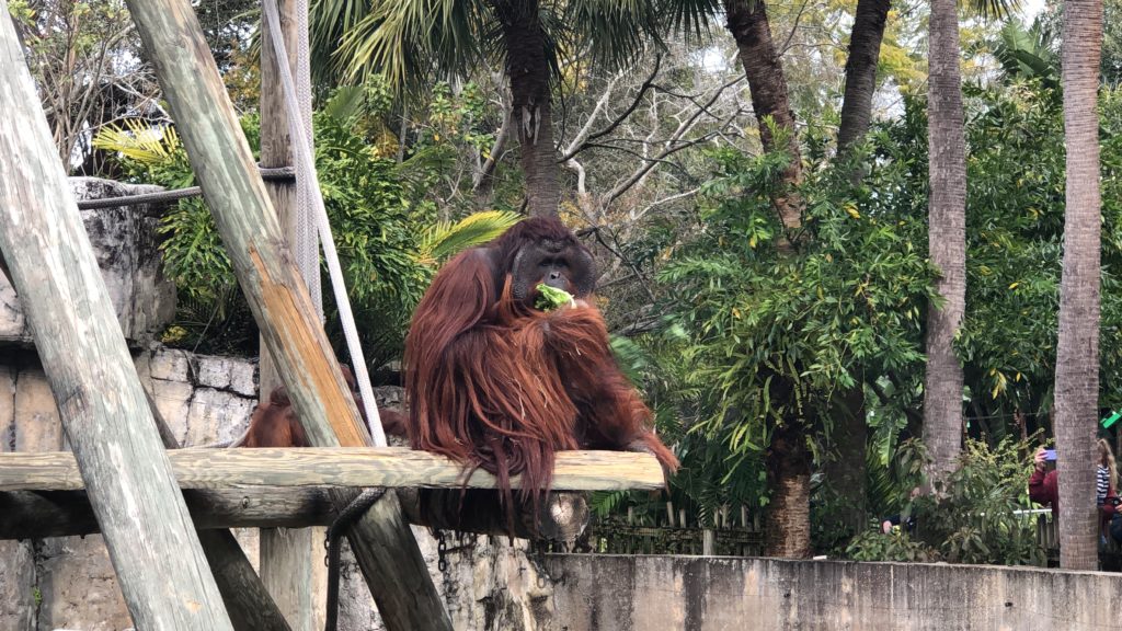 Male Orangutan