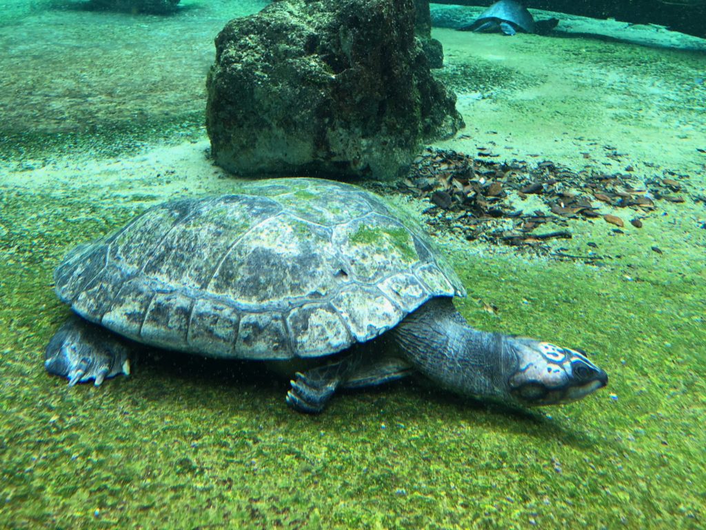 Manatee Center Turtle
