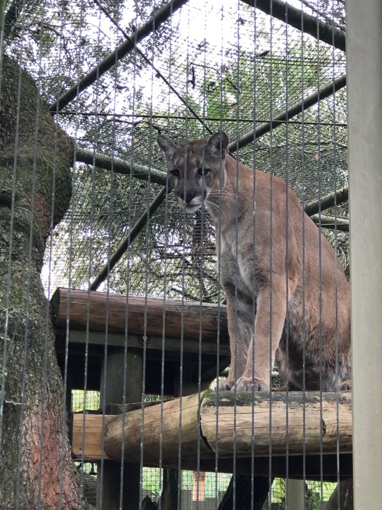 ZooTampa Florida Panther