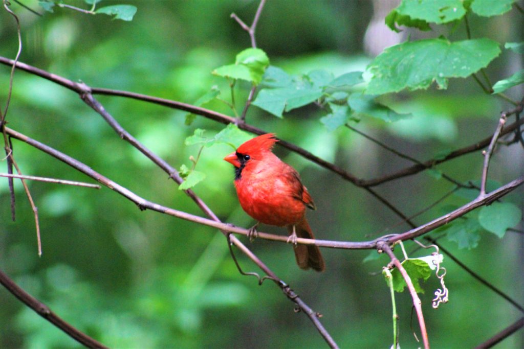 Cardinal Bird Watching Indiana Dunes