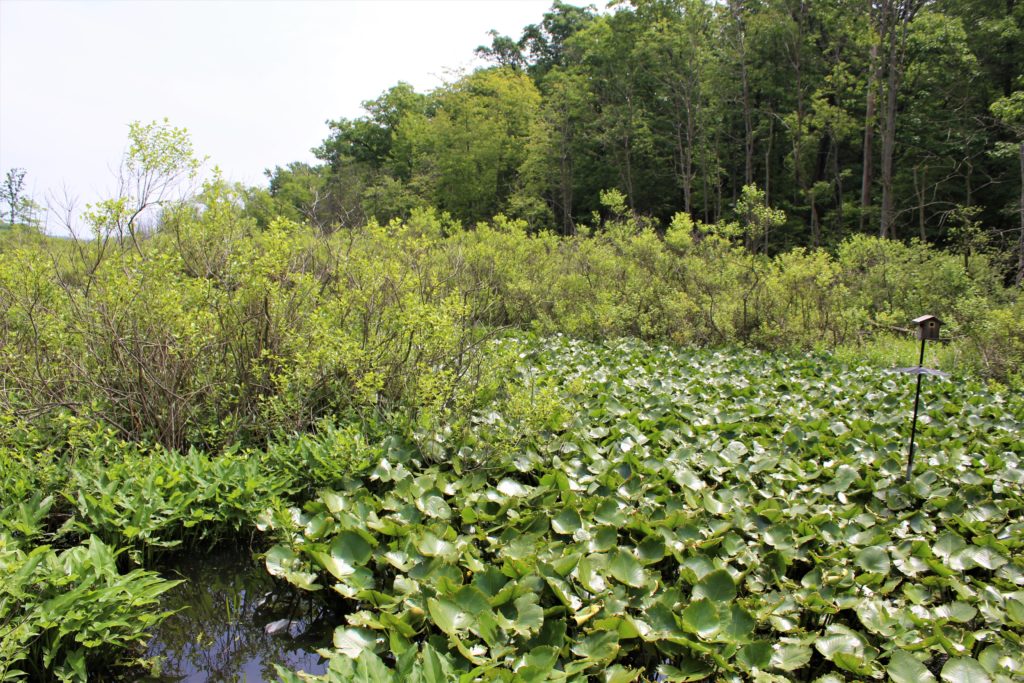 Marsh, Indiana Dunes State Park