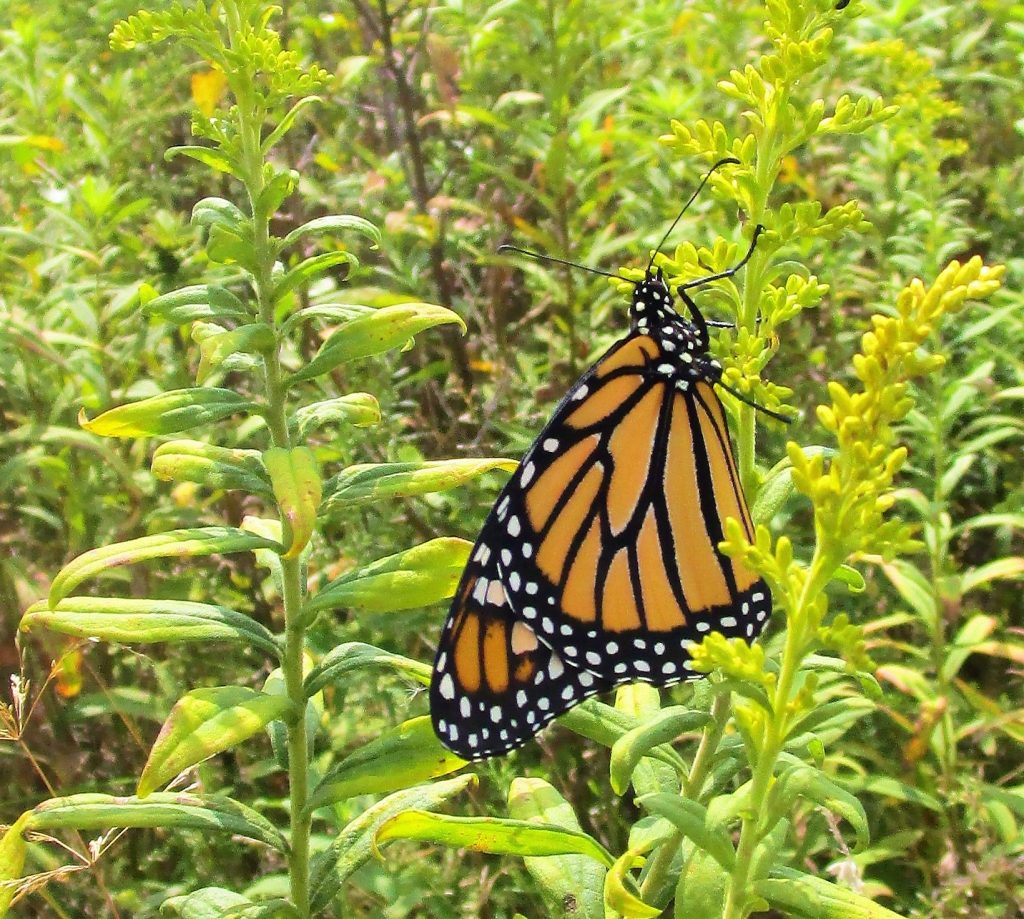 Monarch Butterfly