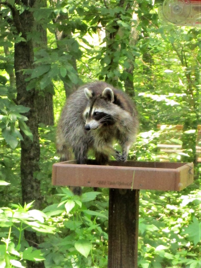 Racoon at outdoor feeding area of Indiana Dunes State Park Nature Center