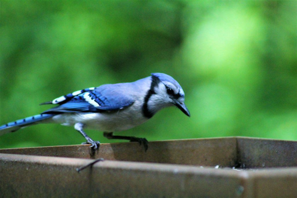 Blue Jay, Bird Watching Indiana Dunes