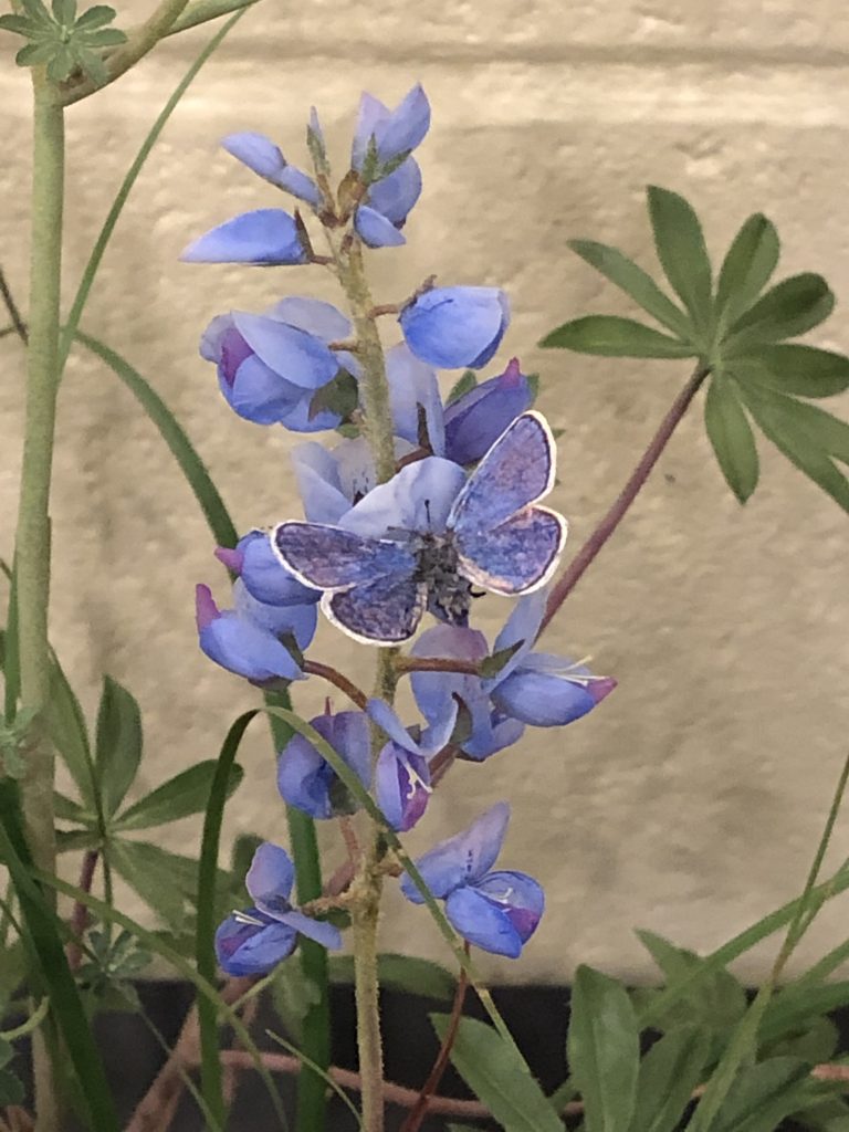  Karner Blue butterfly on Lupine 