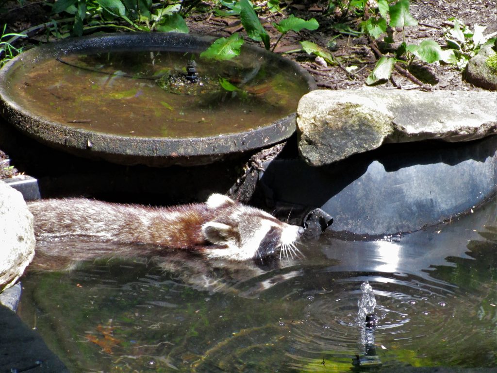 Racoon Indiana Dunes State Park Nature Center