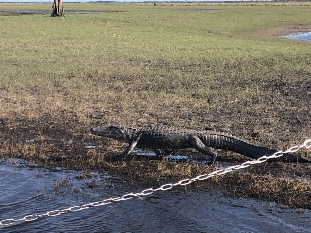 An alligator walking into the water. 