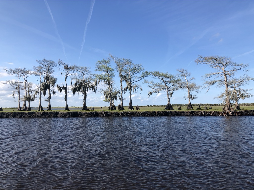 Beautiful cypress trees along the shore.