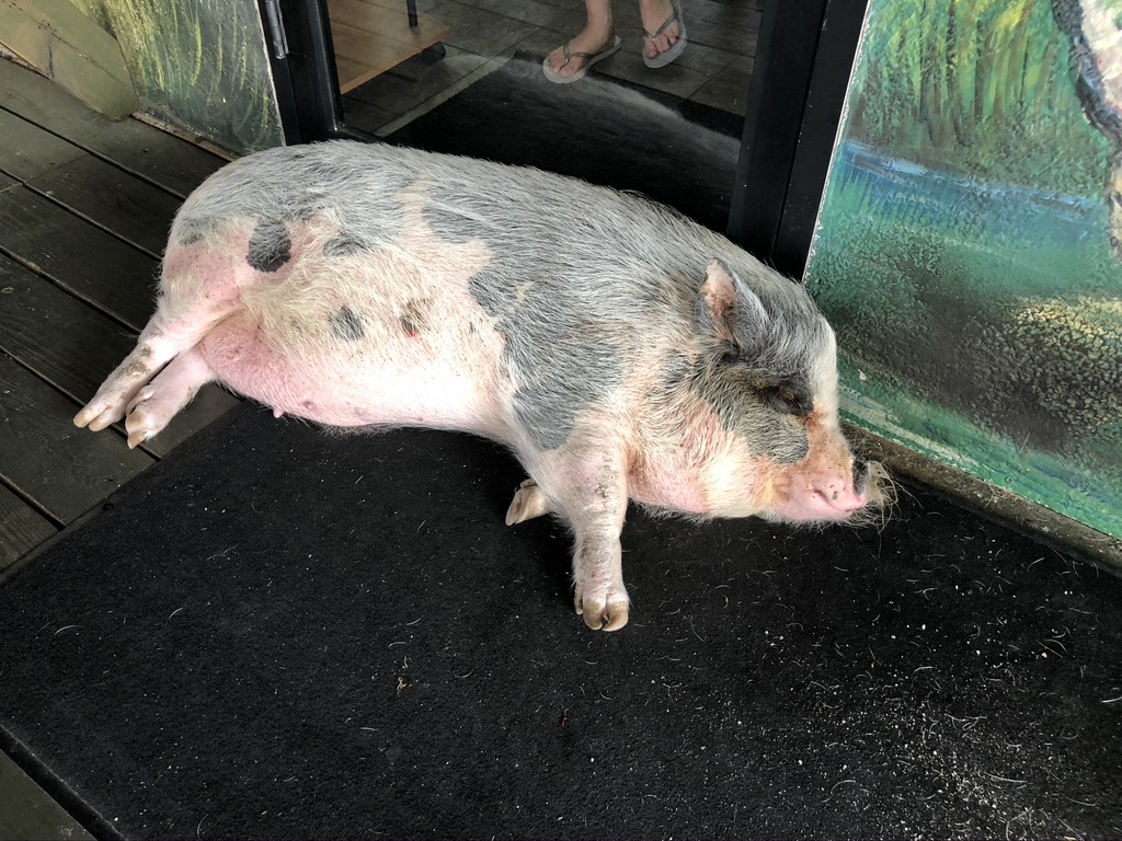 Porkchop the potbelly pig. 