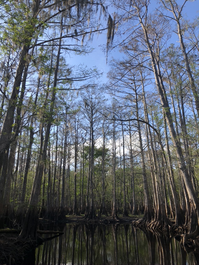 Towering Cypress trees with Spanish moss hanging from them. 