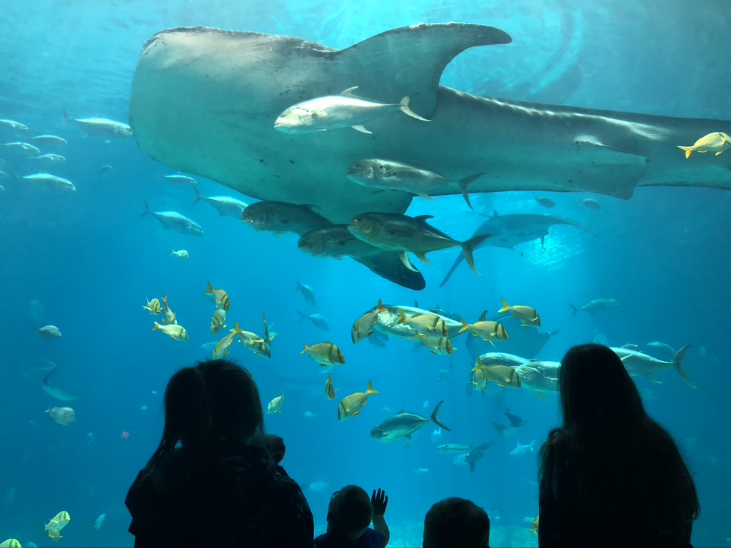 A whale shark swims by the acrylic wall in Ocean Voyager Gallery