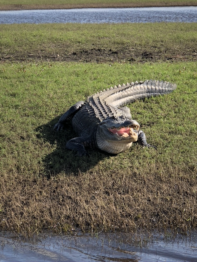 Large alligator with mouth open. 
