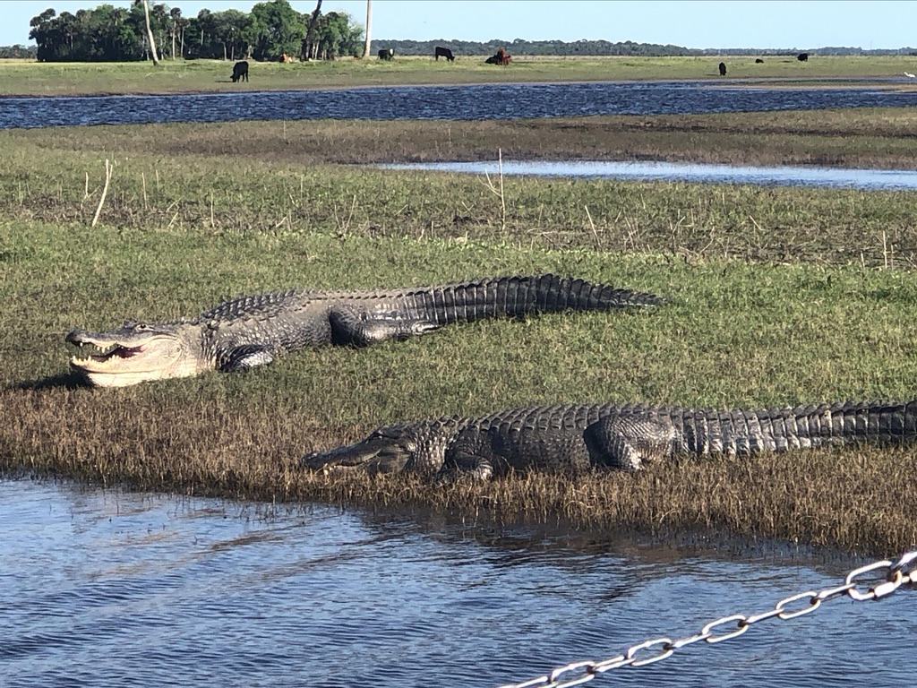 Two alligators sunbathing along the shore. 