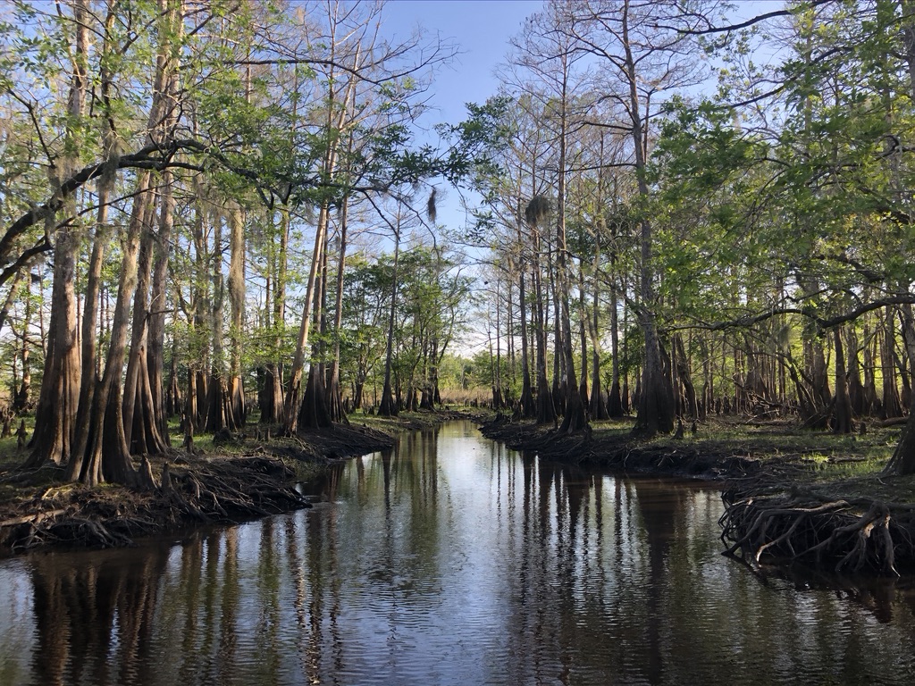 Tour through a Cypress Forest