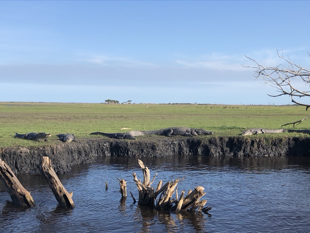 Five alligators on the shoreline.