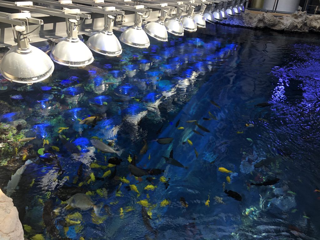 Georgia Aquarium behind the scenes view from above the coral reef in the Tropical Diver Gallery