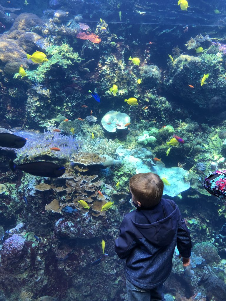 Tropical Diver Gallery coral reef exhibit