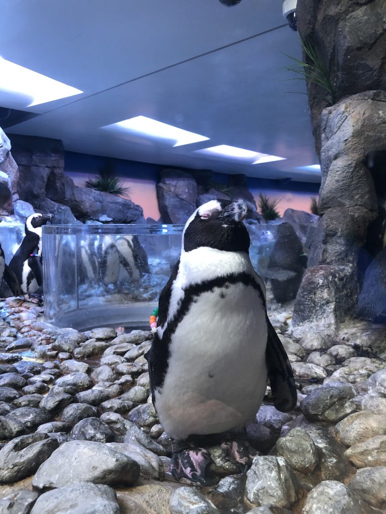 African Penguin at the Georgia Aquarium