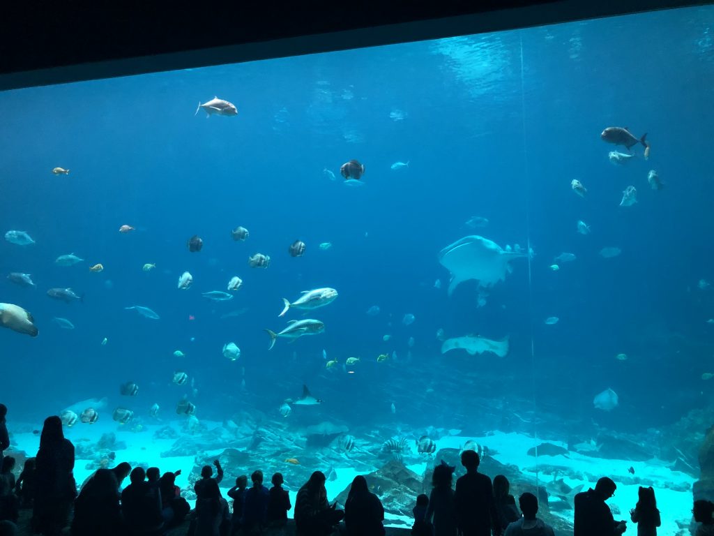 Large floor to ceiling acrylic wall in the Ocean Voyager Gallery at the Georgia Aquarium