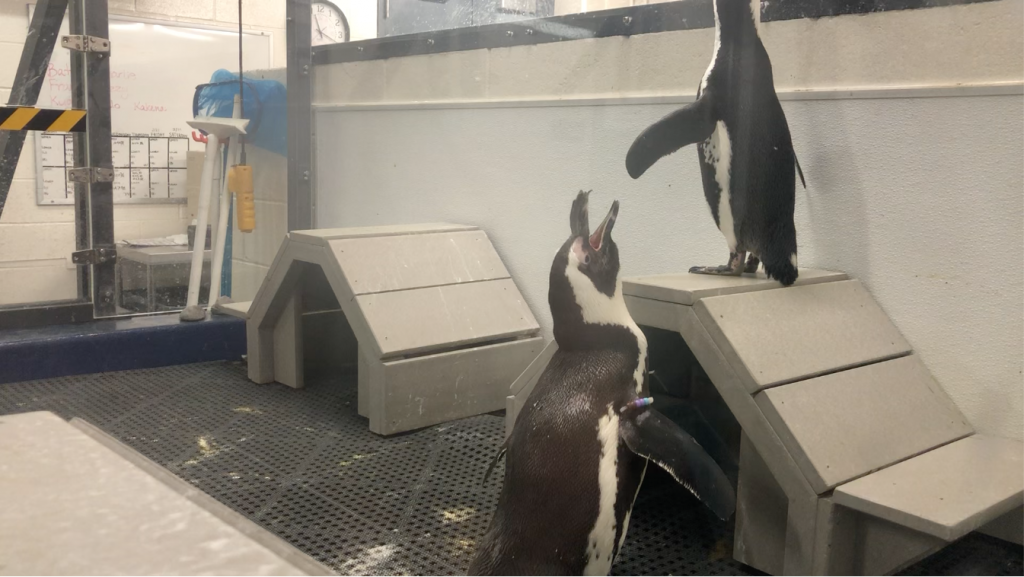 Penguins inside the vet facilities during the Georgia Aquarium behind-the-scenes tour