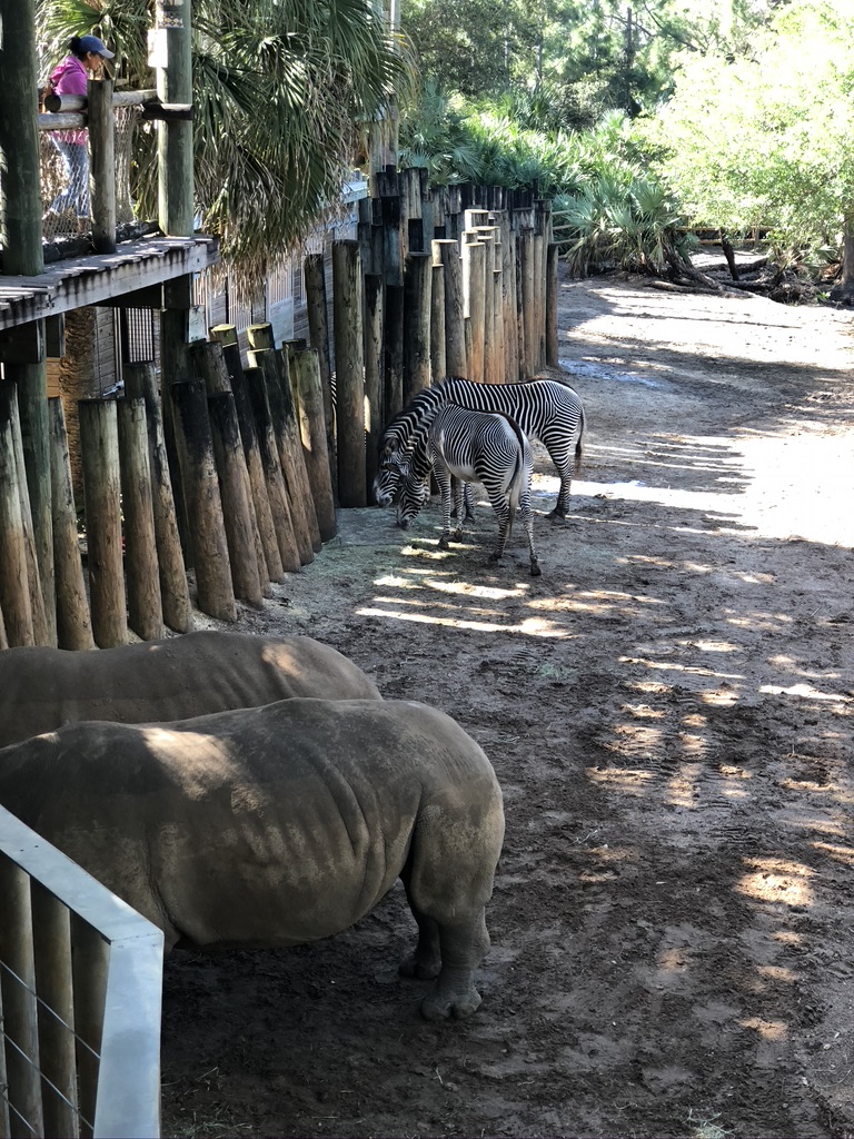 Boardwalk over looking the rhino and zebra exhibit in Expedition Africa. 