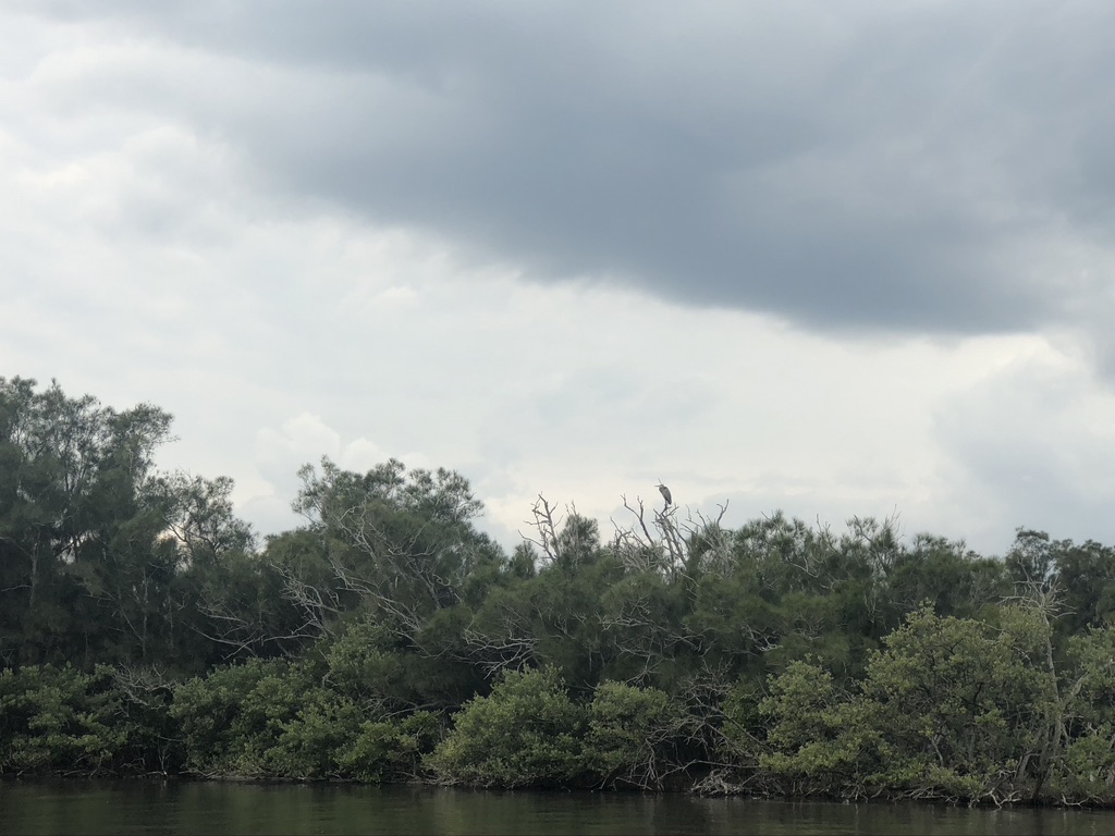 A bald eagle perched high in a tree. 