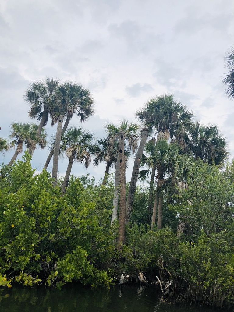 Wood pecker holes in the side of a palm tree. 