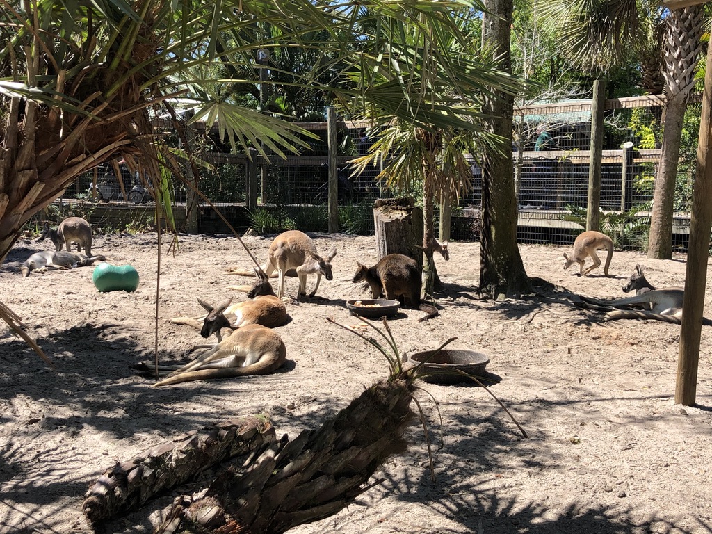Red Kangaroos and Swamp Wallabies in the Lands Of Change Exhibit. 