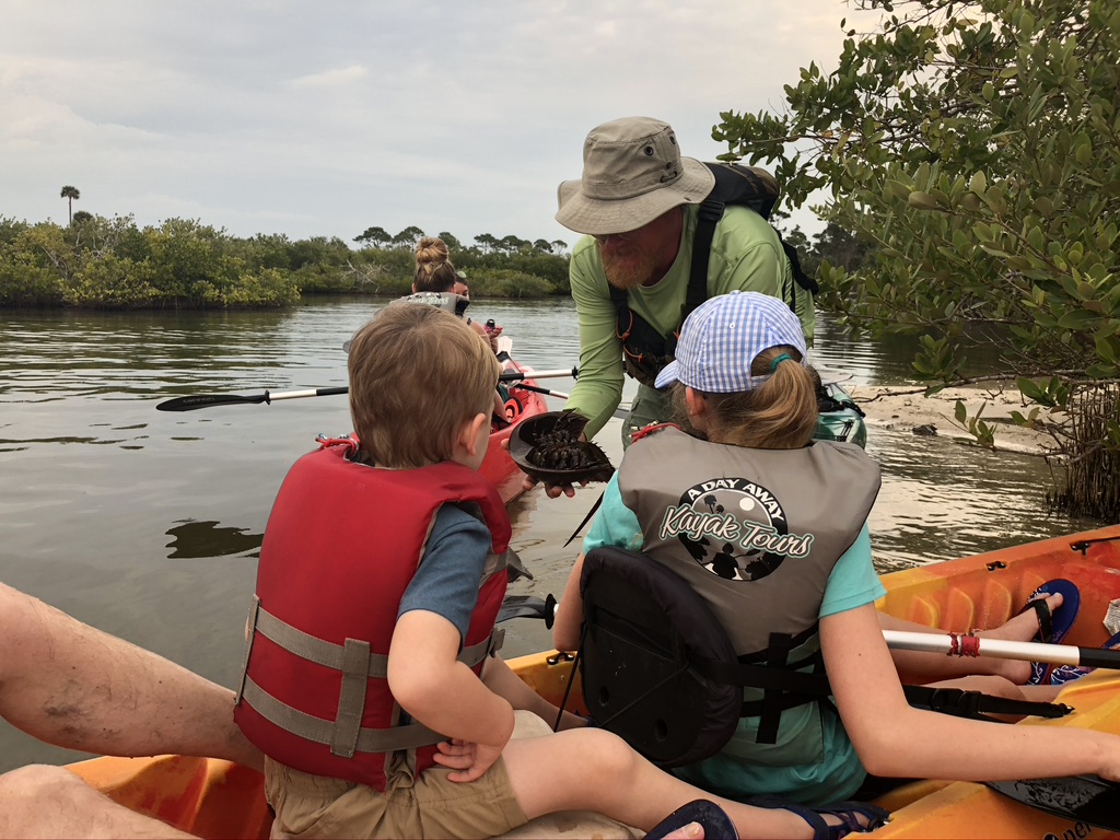 Getting an up close look at a horseshoe crab - Outdoor Activities on Florida's Space Coast