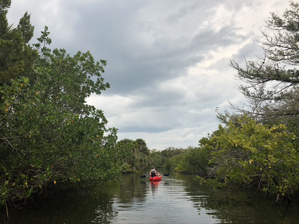 Kayaking through a mangrove forest.    