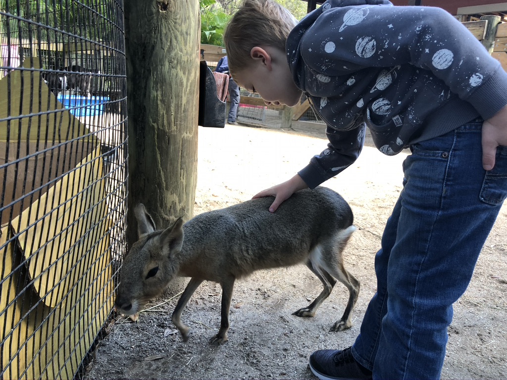 Petting a Patagonian Cavy inside the Paws On Petting Zone. 