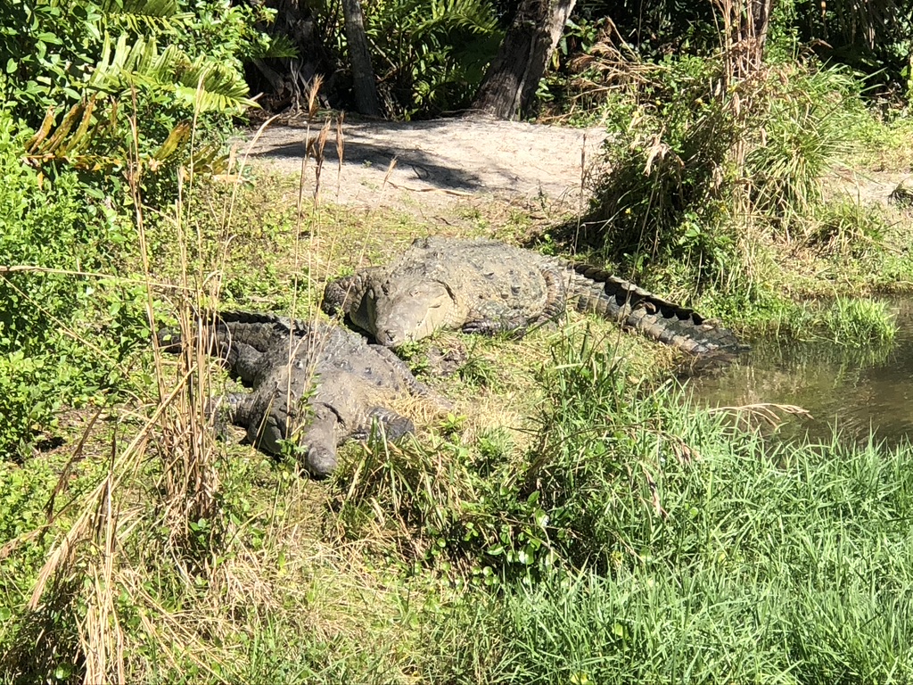 American Crocodiles basking in the sun at the Brevard Zoo. 