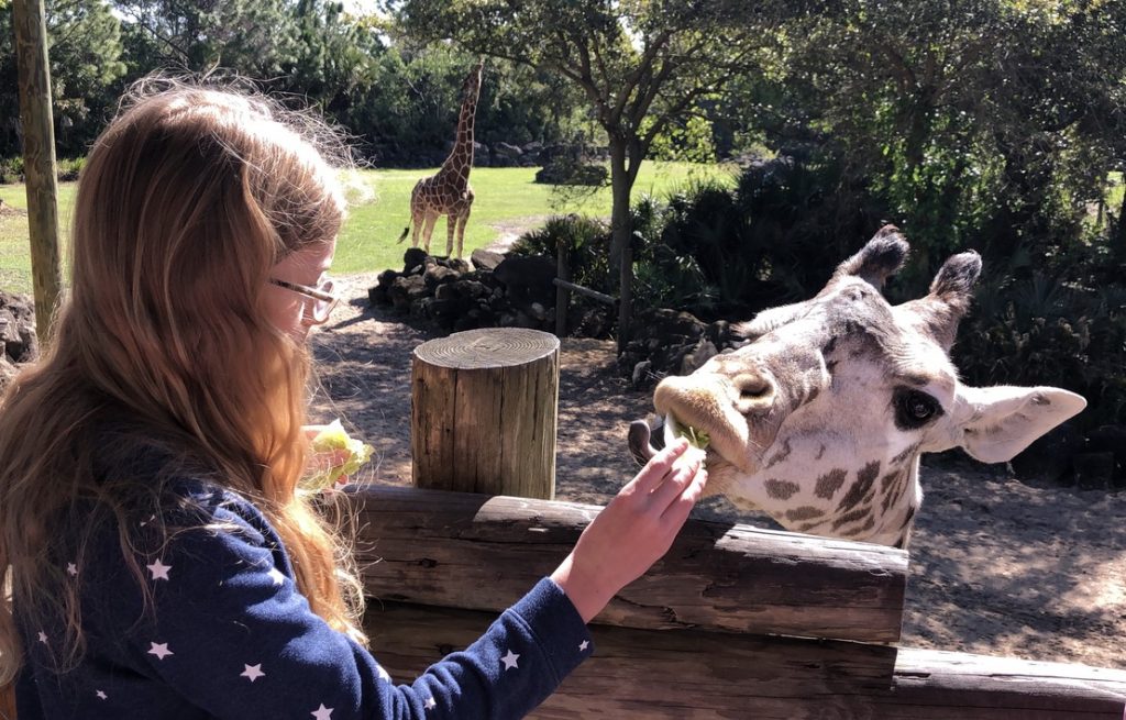 Feeding a giraffe inside Expedition Africa. Brevard Zoo, Melbourne, Florida.