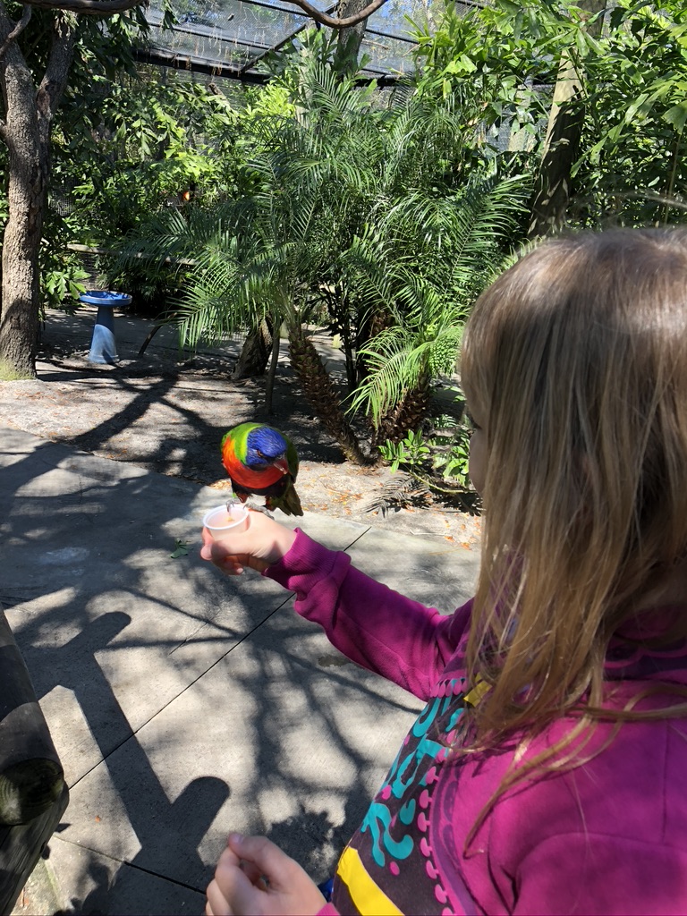 Feeding a lorikeet inside the Brevard Zoo bird aviary.