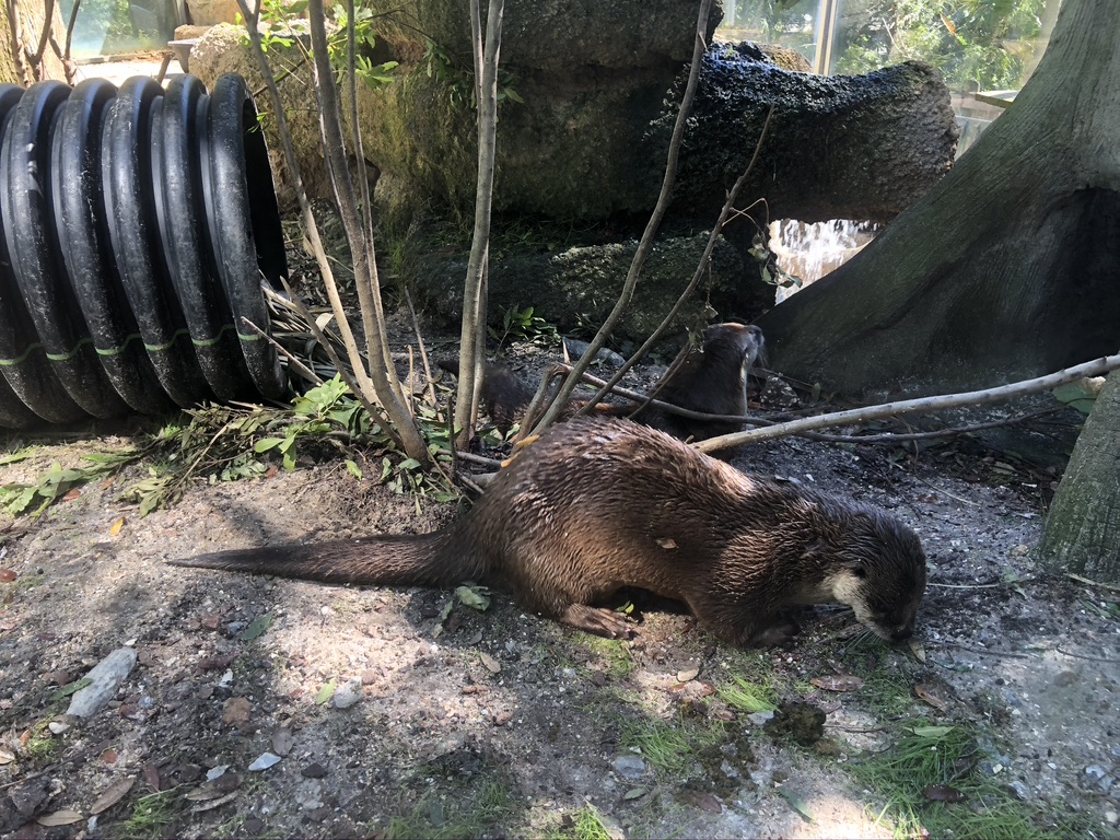 North American River Otter in the Wild Florida exhibit at the Brevard Zoo.