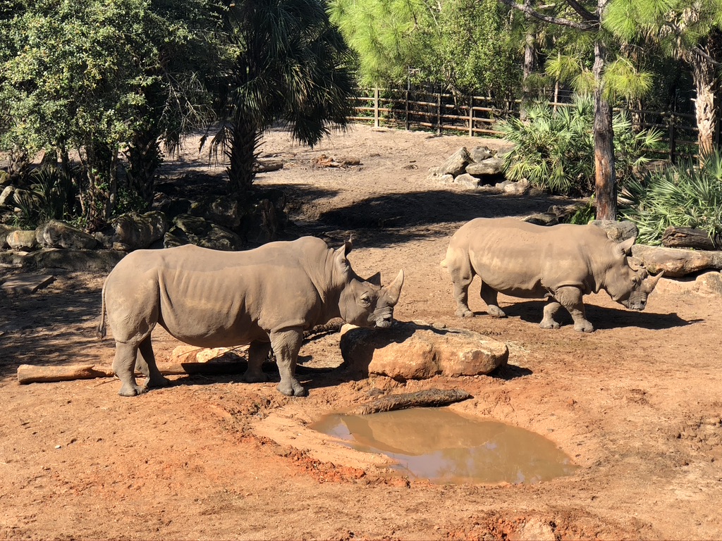 Southern White Rhino at the Brevard Zoo, Melbourne, FL - Outdoor Activities on Florida's Space Coast