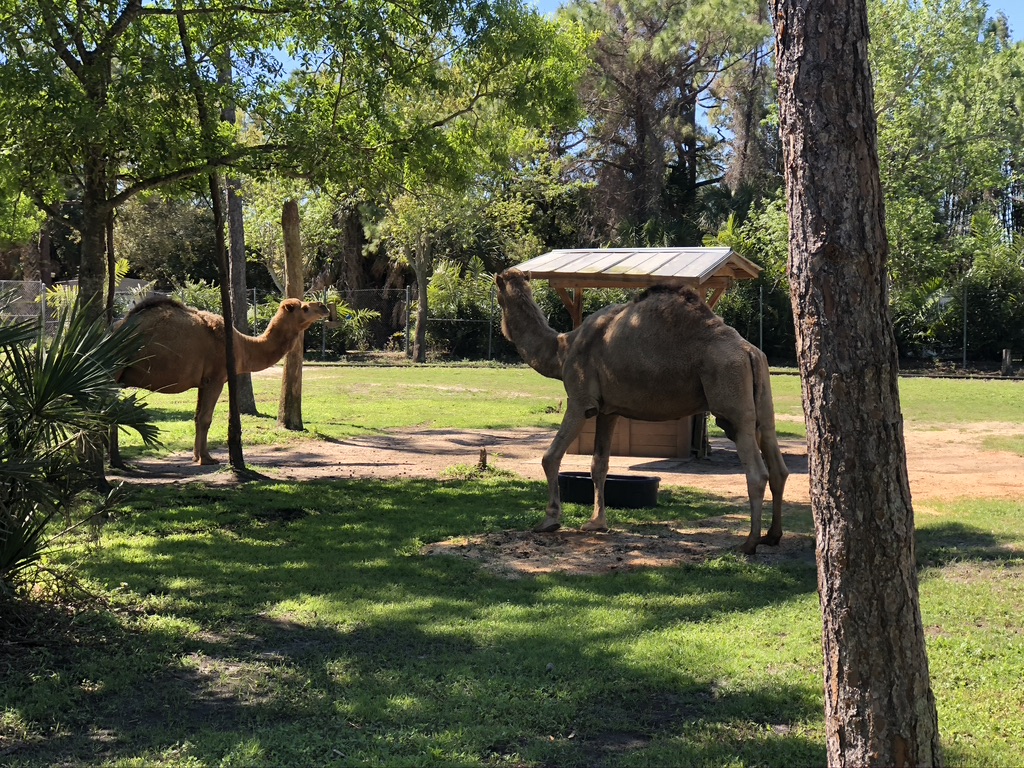 Dromedary camels during the Cape to Cairo Express train ride. 