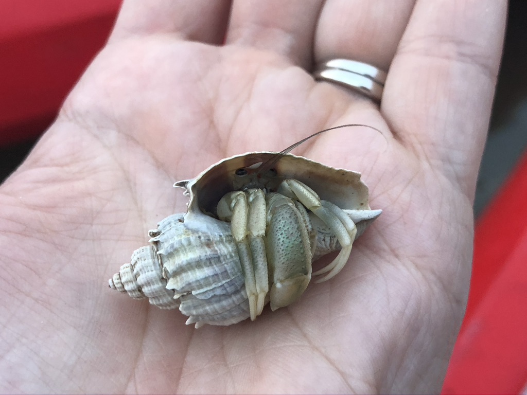 A tiny hermit crab peeking out of his shell. 