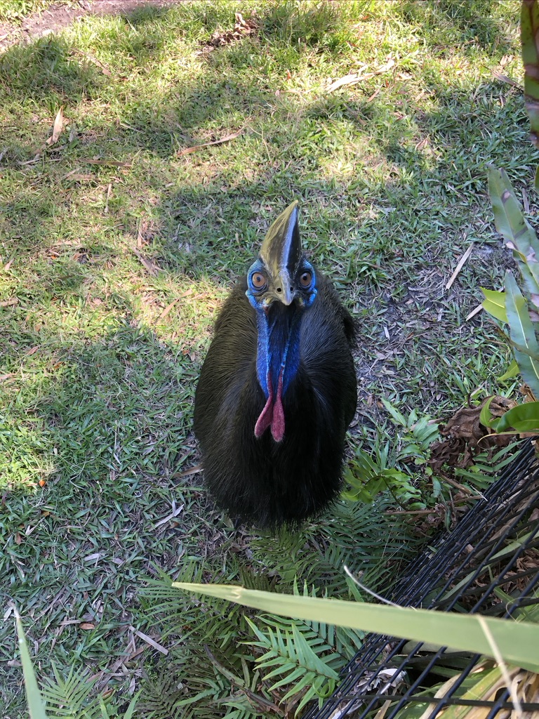 A Southern Cassowary in the Lands Of Change Exhibit