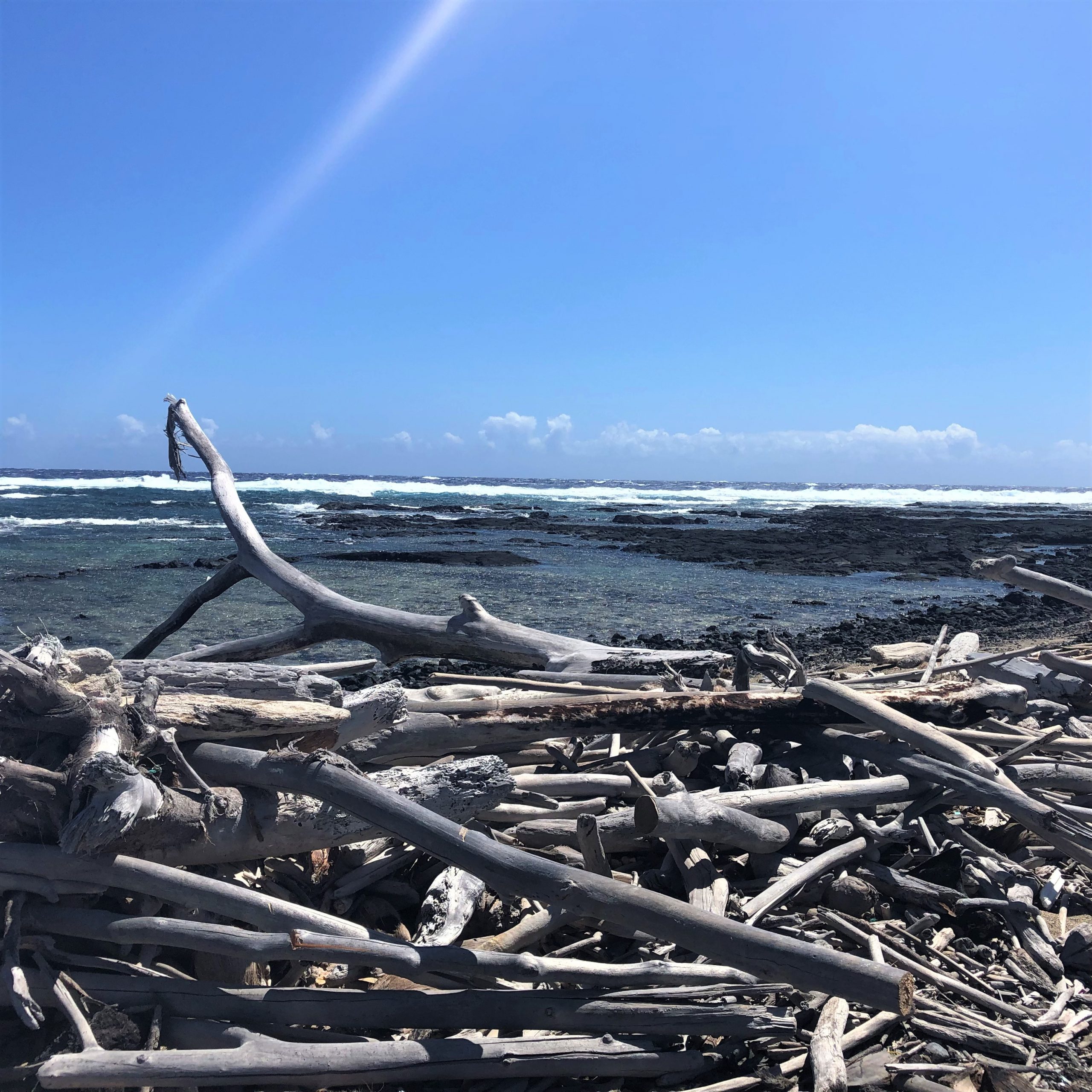 Some washed up driftwood lining the shoreline.